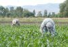 ESPECIAL / ¡Desastre y fracaso agropecuario!