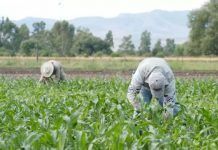 ESPECIAL / ¡Desastre y fracaso agropecuario!