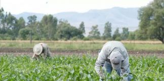 Yo Campesino / ¿Hambruna?