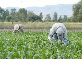 ESPECIAL / ¡Desastre y fracaso agropecuario!