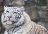 Legislatura china fija su atención en la vida silvestre