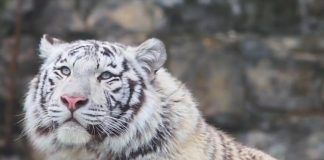 Legislatura china fija su atención en la vida silvestre