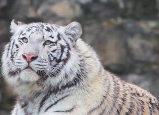Legislatura china fija su atención en la vida silvestre
