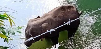 Detienen a presunto responsable de la muerte de una elefanta