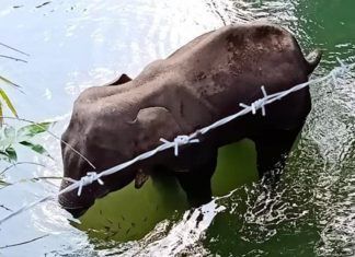 Detienen a presunto responsable de la muerte de una elefanta