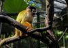 Pandemia afecta preservación de especies en peligro de extinción