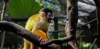 Pandemia afecta preservación de especies en peligro de extinción