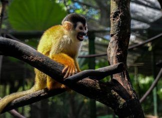 Pandemia afecta preservación de especies en peligro de extinción