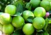 Michoacán / Productores de limón realizarán paro de brazos caídos