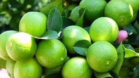 Michoacán / Productores de limón realizarán paro de brazos caídos