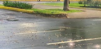 Video captó el momento del ataque a García Harfuch