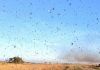 Argentina sufre plaga de langostas