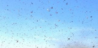 Argentina sufre plaga de langostas
