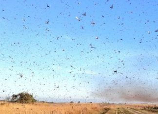 Argentina sufre plaga de langostas