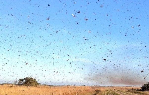 plaga-de-langostas-argentina-2