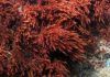 Quintana Roo / Algas coralinas mantienen en equilibrio el ecosistema