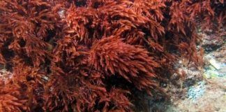 Quintana Roo / Algas coralinas mantienen en equilibrio el ecosistema