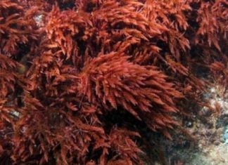 Quintana Roo / Algas coralinas mantienen en equilibrio el ecosistema