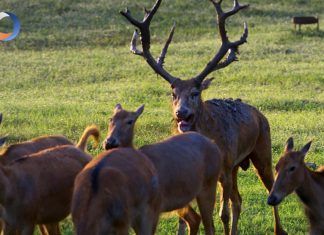 Conoce al Milu en su morada ancestral