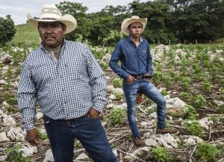 Yo Campesino / ¿Sometidos?