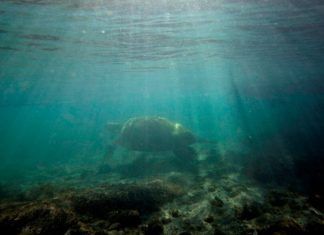 Océanos afectados por cambio climático