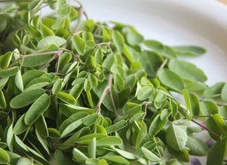 Moringa, ‘el árbol milagro’