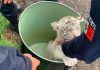 Michoacán / Rescatan a cachorro de tigre blanco
