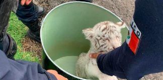 Michoacán / Rescatan a cachorro de tigre blanco