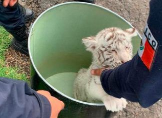 Michoacán / Rescatan a cachorro de tigre blanco