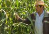 En riesgo 14 millones de empleos en el campo, por Covid-19: Syngenta