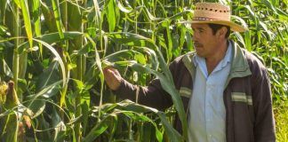 En riesgo 14 millones de empleos en el campo, por Covid-19: Syngenta