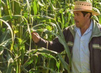 En riesgo 14 millones de empleos en el campo, por Covid-19: Syngenta