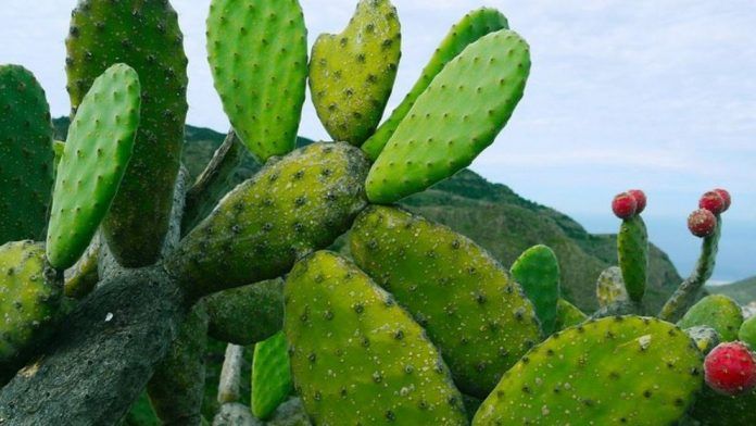 cactus-nopal