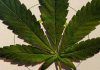 Aplicarán impuesto a mariguana