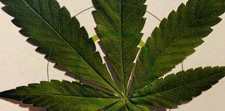 AMLO espera que se actúe con responsabilidad sobre el uso de mariguana