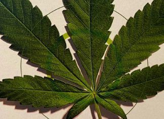 Artículo / Regulación de cannabis