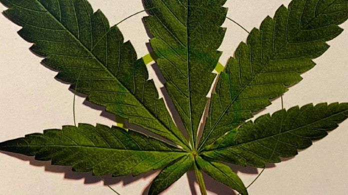 este-jueves-senado-retoma-discusion-en-el-pleno-sobre-el-consumo-ludico-de-la-mariguana