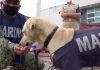 Lanzan convocatoria para poner nombre a perrito rescatado