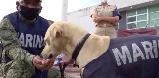 Lanzan convocatoria para poner nombre a perrito rescatado