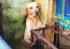 Tabasco / Marina adopta a perro rescatado