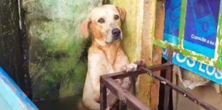 Tabasco / Marina adopta a perro rescatado