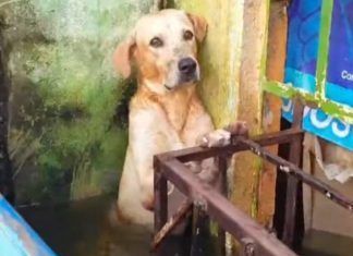 Tabasco / Marina adopta a perro rescatado