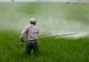 El herbicida glifosato no es carcinogénico