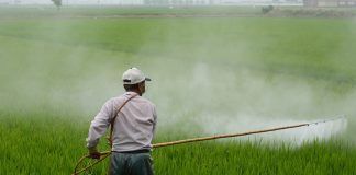 El herbicida glifosato no es carcinogénico