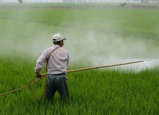 El herbicida glifosato no es carcinogénico