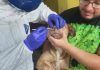 México detectó por primera vez COVID-19 en animales