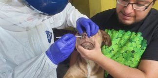 México detectó por primera vez COVID-19 en animales