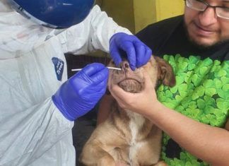 México detectó por primera vez COVID-19 en animales