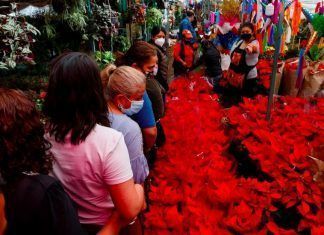 Alegría y color con flores de Nochebuena