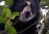 Hallan osos andinos en Ecuador